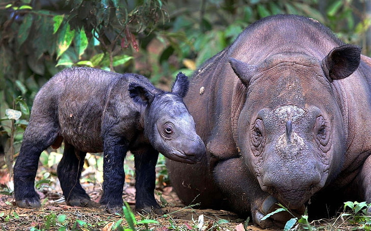 възрастни и млади носорози, суматрански носорог, малки, двойка, HD тапет