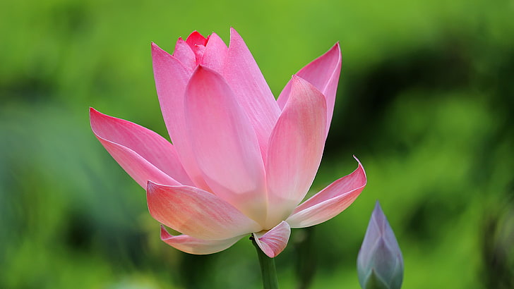 bunga, taman, hijau, pink, lotus, air, kerala, indah, Wallpaper HD