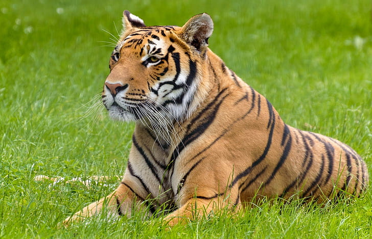 Tygrys leży latem, tygrys, drapieżnik, lato, twarz, dziki kot, kłamstwa, pobyt, Tapety HD