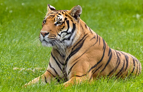 Тигър лежи лято, тигър, хищник, лято, лице, дива котка, лъжи, престой, HD тапет HD wallpaper