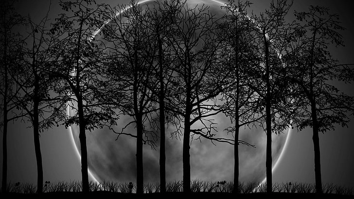 luar, lua, céu noturno, lua cheia, árvores, período noturno, noite, natureza, HD papel de parede