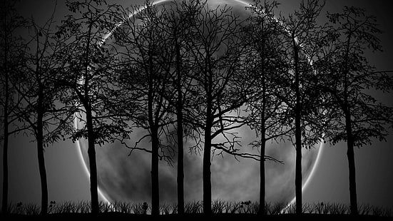 sinar bulan, bulan, langit malam, bulan purnama, pohon, waktu malam, malam, alam, Wallpaper HD HD wallpaper
