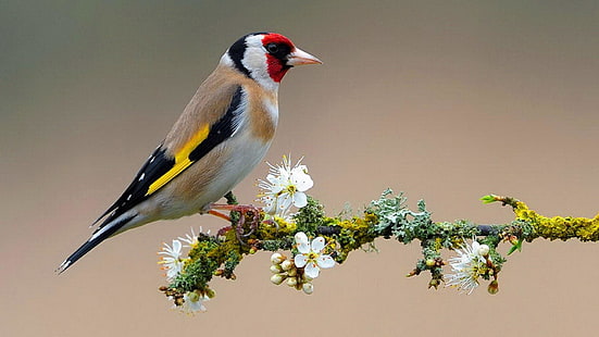 goldfinch, bird, twig, spring, flowers, colorful, beautiful, HD wallpaper HD wallpaper