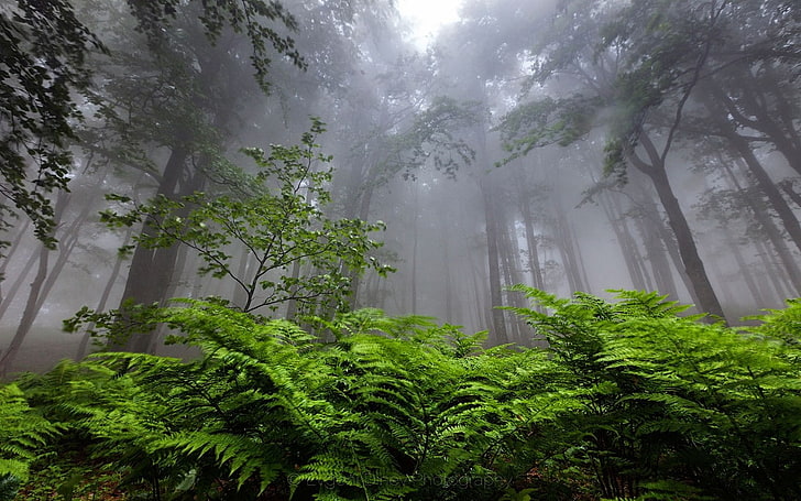 природа, пейзаж, лес, туман, папоротники, Болгария, деревья, атмосфера, HD обои