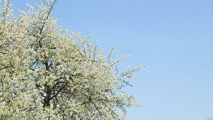 Blossoming tree, white cherry blossoms, flowers, 1920x1080, tree, blossom, HD wallpaper