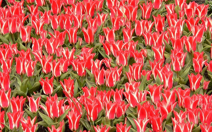 red clustered flowers, tulips, flowers, many, beautiful, unusual, HD wallpaper