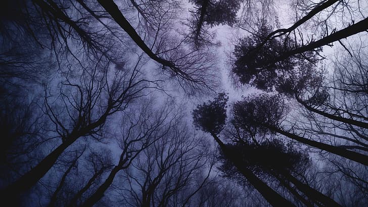 Natur, Himmel, Bäume, Wald, Buche, Nebel, HD-Hintergrundbild