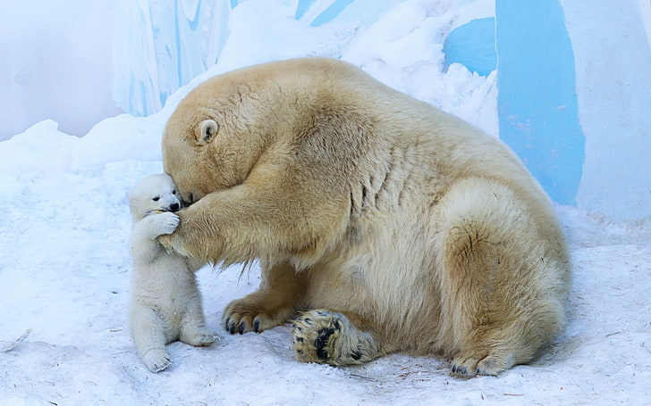 animals, bears, polar bears, baby animals, HD wallpaper