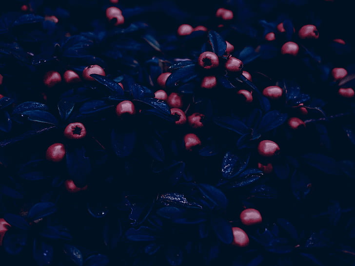 Obst, HD-Hintergrundbild