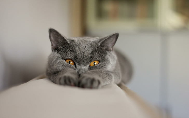 Gatto grigio assonnato, gatto grigio, animali, 1920x1200, Sfondo HD