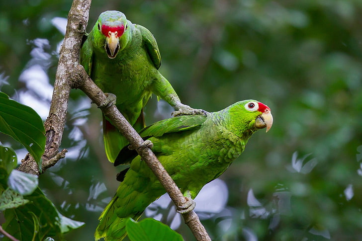 Birds, Parrot, Red-Lored Amazon, Red-Lored Parrot, HD wallpaper