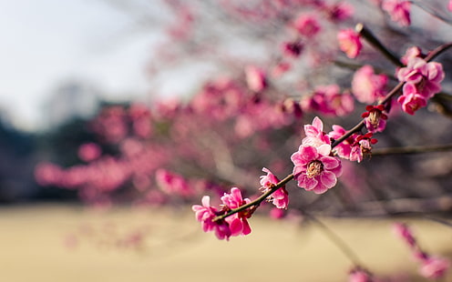 Япония, парк, розови цветя слива, Япония, парк, розово, цветя, слива, HD тапет HD wallpaper