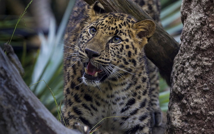 guepardo negro y gris, leopardo, sonrisa, gato grande, carnívoro, agresión, Fondo de pantalla HD
