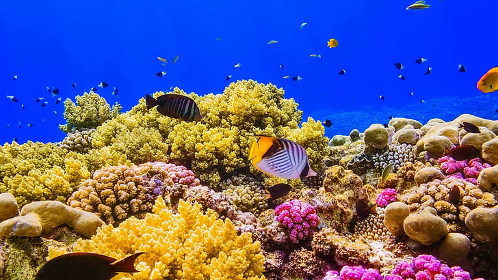 fish, water, corals, sea, under the sea, sand, shells, nature, HD wallpaper