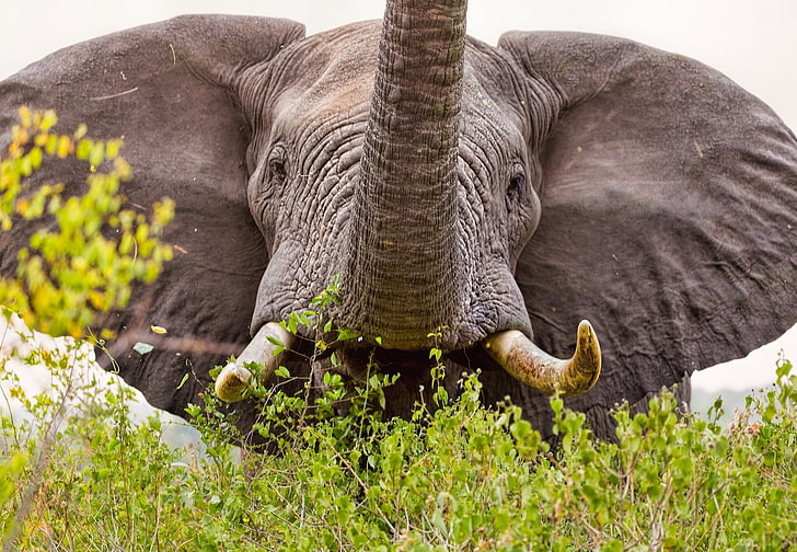 Tiere, Elefanten, Ohren, Wildtiere, HD-Hintergrundbild