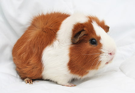 white and guinea pig, guinea pig, rodent, spotted, HD wallpaper HD wallpaper