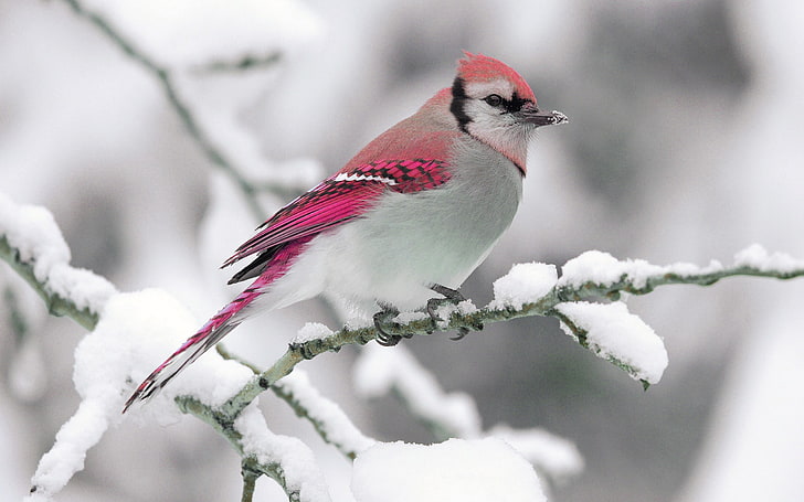 ghiandaia rossa e bianca uccello, volatile, inverno, neve, ramo, natura, Sfondo HD
