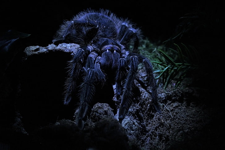 jaket bulu hitam dan abu-abu, makro, laba-laba, tarantula, Wallpaper HD