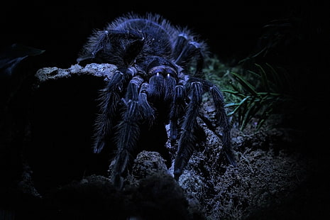 سترة الفراء الأسود والرمادي ، ماكرو ، العنكبوت ، الرتيلاء، خلفية HD HD wallpaper