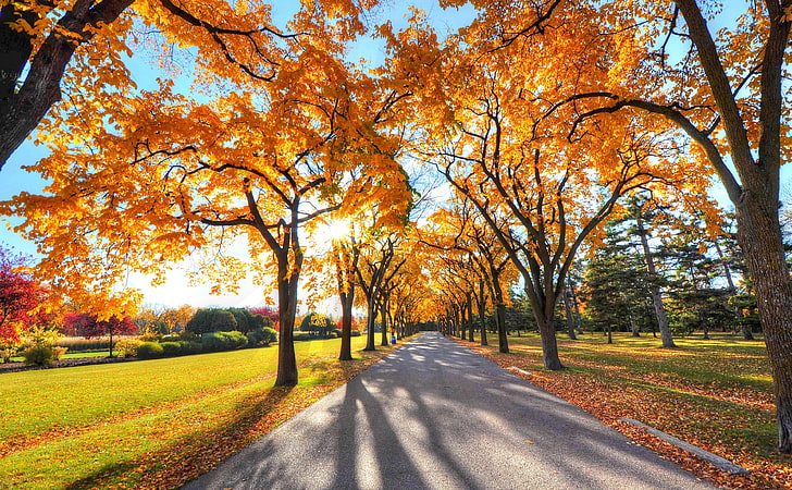 Park Landscape, Autumn, aspen leafed trees, Seasons, Autumn, Nature, Beautiful, Yellow, Sunshine, Trees, Road, Park, Fall, HD wallpaper
