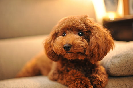 apricot Poodle puppy on sofa, Chocolat, apricot, puppy, sofa, chocolate, dog, nikon, toy  poodle, ドル, 犬, Toy Poodle, cute, kawaii, かわいい, 茶色, red, プ, takamori, pets, animal, poodle, indoors, purebred Dog, canine, domestic Animals, sitting, HD wallpaper HD wallpaper