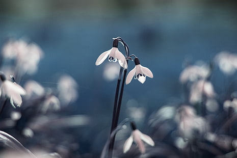 weiße Schneeglöckchenblume, Schneeglöckchen, Primel, Blumen, Tropfen, HD-Hintergrundbild HD wallpaper