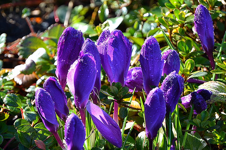 tilt lens photography of purple flowers, crocuses, crocuses, Crocuses, tilt, lens, photography, purple, flowers, nature, flower, plant, blue, petal, HD wallpaper