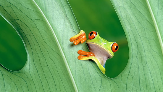 緑のカエル、緑、カエル、葉、動物、両生類、アカメアマガエル、 HDデスクトップの壁紙 HD wallpaper