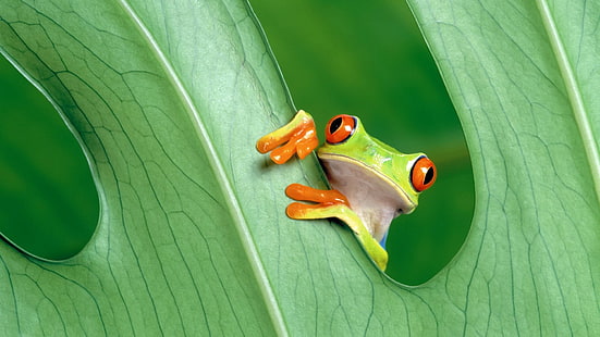 Red-Eyed Tree Frog, Green, Frogs, Animals, Amphibians, Leaves, red-eyed tree frog, green, frogs, animals, amphibians, leaves, HD wallpaper HD wallpaper