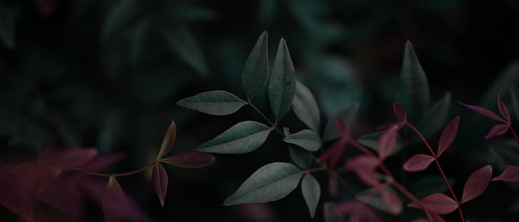 النباتات ، أوراق الشجر ، شاشة عريضة، خلفية HD