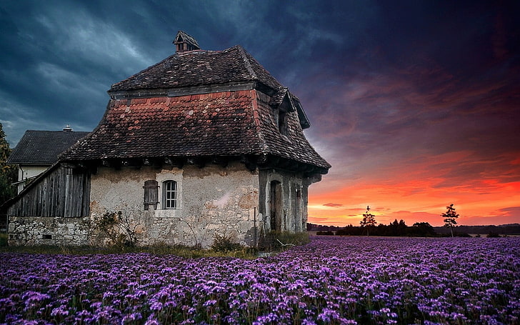 graue Betonwand Haus, Landschaft, Natur, Sonnenuntergang, Bauernhof, Haus, alt, Himmel, Blumen, Lavendel, Wolken, Feld, lila, Frühling, HD-Hintergrundbild