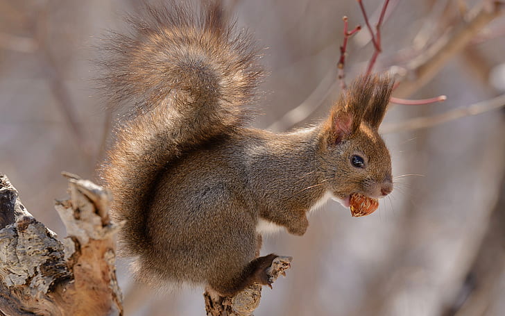 Japan, Hokkaido, tail, rodent, red squirrel, HD wallpaper