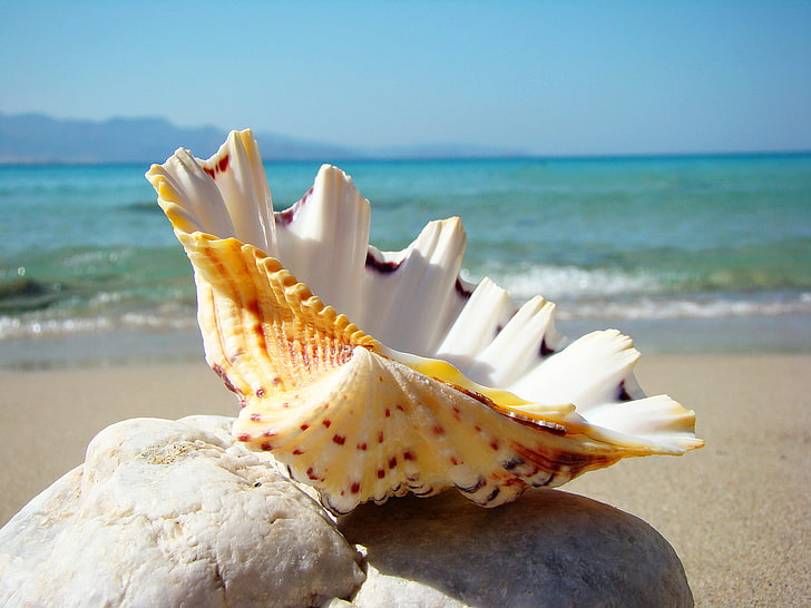 주황색과 흰색 조개, 바다, 해변, 숙박, 쉘, HD 배경 화면