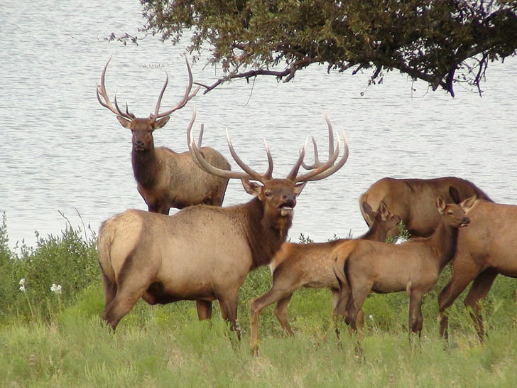 47 jpg, bull, deer, elk, elks, HD wallpaper
