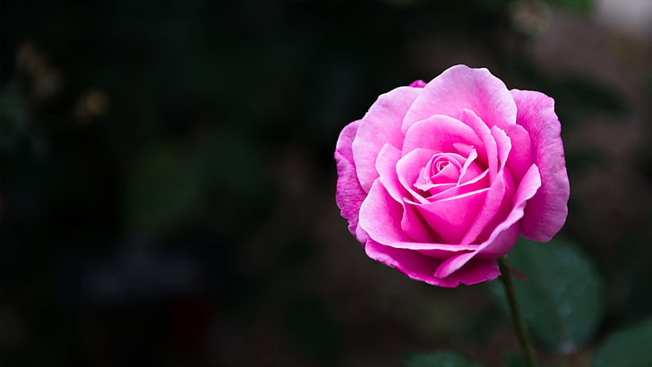 różowa róża, róża, kwiaty, natura, Tapety HD