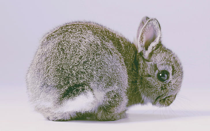 coelhos, animais, natureza, HD papel de parede
