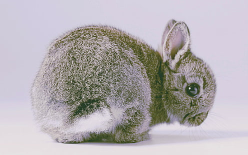 conejos, animales, naturaleza, Fondo de pantalla HD HD wallpaper