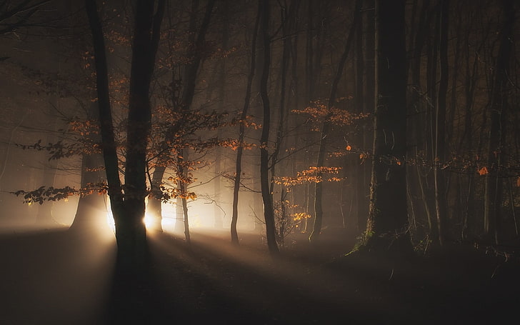 自然、風景、霧、森、ライト、木、暗い、 HDデスクトップの壁紙