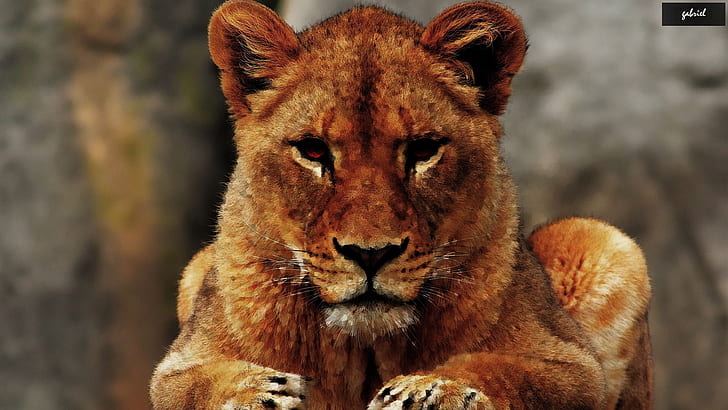 Löwe, HD-Hintergrundbild