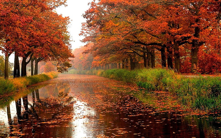 أشجار الخريف نهر الألوان يترك الطبيعة خلفيات HD، خلفية HD
