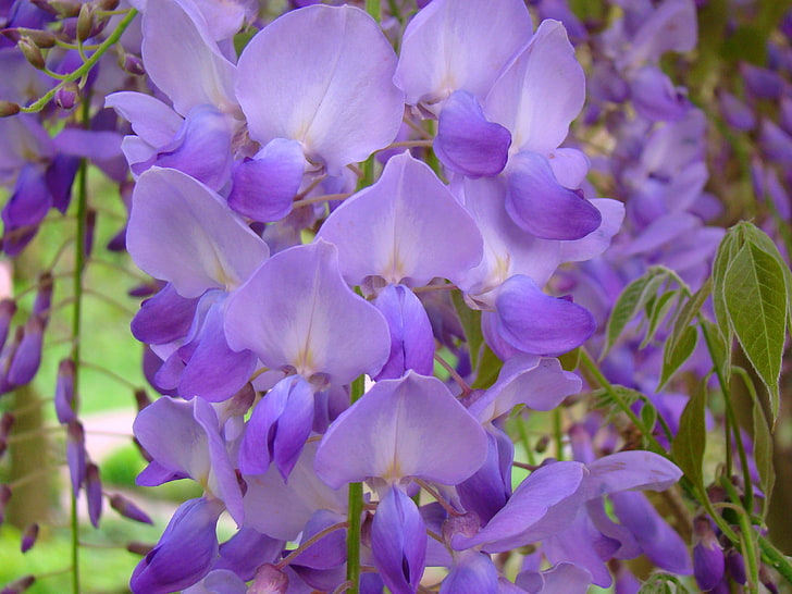 purple wisteria flowers, greens, purple, macro, flowers, lilac, spring, leaves, brush, Wisteria, amethyst, HD wallpaper