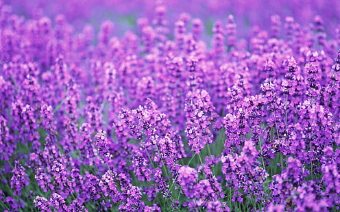 лавандовое поле цветов пурпурное лето-фото HD Wal .., клумба пурпурного цветка с лепестками, HD обои HD wallpaper