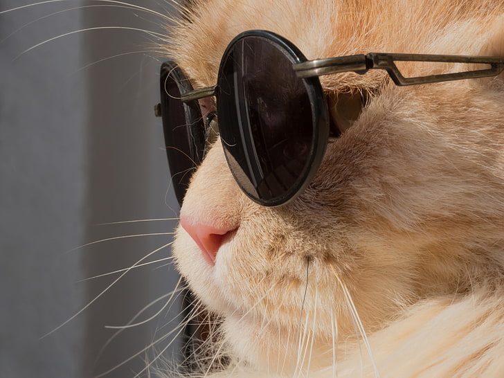 óculos de sol hippie emoldurados pretos, gato, animais, humor, Leon, óculos de sol, HD papel de parede