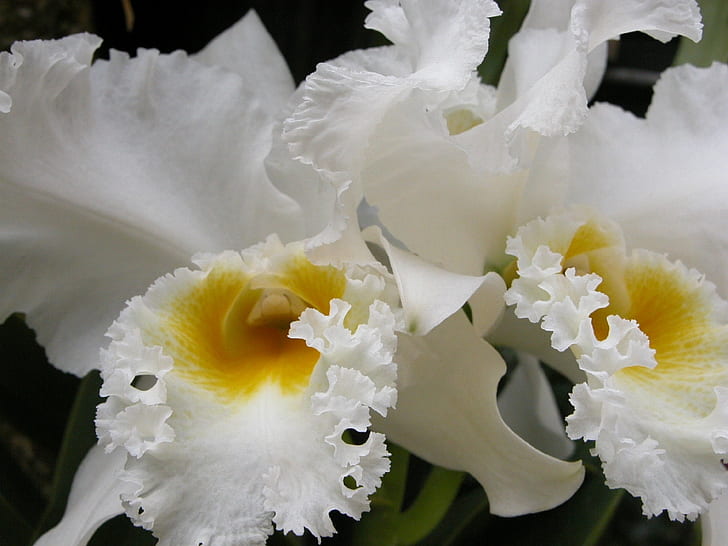 orchidées blanches fleurs nature Orchidées HD, nature, blanc, fleur, fleurs, orchidées, Fond d'écran HD