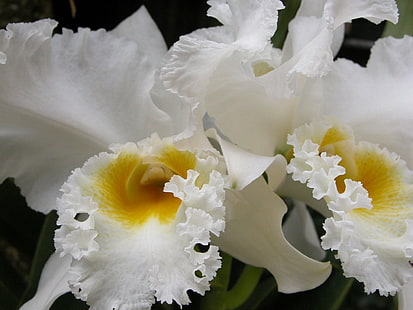 białe storczyki kwiaty natura Storczyki HD, natura, biały, kwiat, kwiaty, storczyki, Tapety HD HD wallpaper