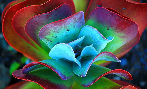 hijau dan merah tanaman sukulen, fotografi fokus selektif tanaman hijau dan merah, sukulen, tanaman, alam, makro, Wallpaper HD HD wallpaper