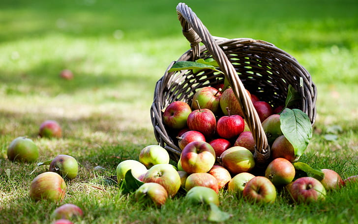 Leaves, basket, apples, leaves, basket, apples, weed, HD wallpaper