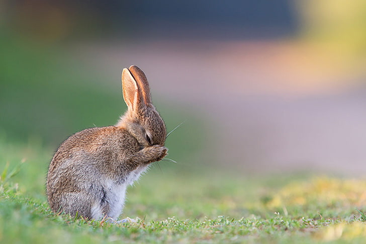 серый кролик, лето, трава, утро, заяц, HD обои