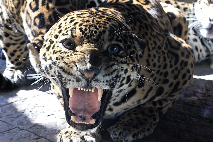 leopardo, gatto grande, giaguaro, sorriso, denti, viso, sguardo, Sfondo HD
