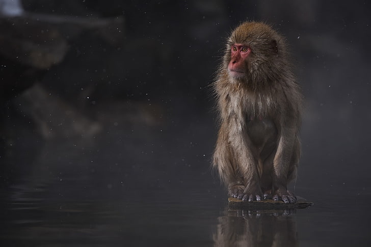 interest, sitting, photographer, Japanese macaques, Macaca fuscata, Kenji Yamamura, HD wallpaper